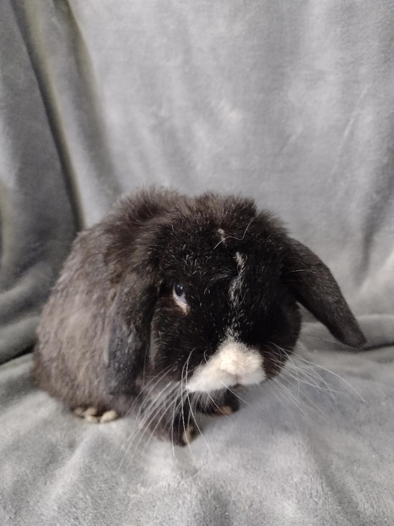 Enlarge Sylvester-teeth, a Adoptable Holland Lop in Plymouth, MI image 5/5
