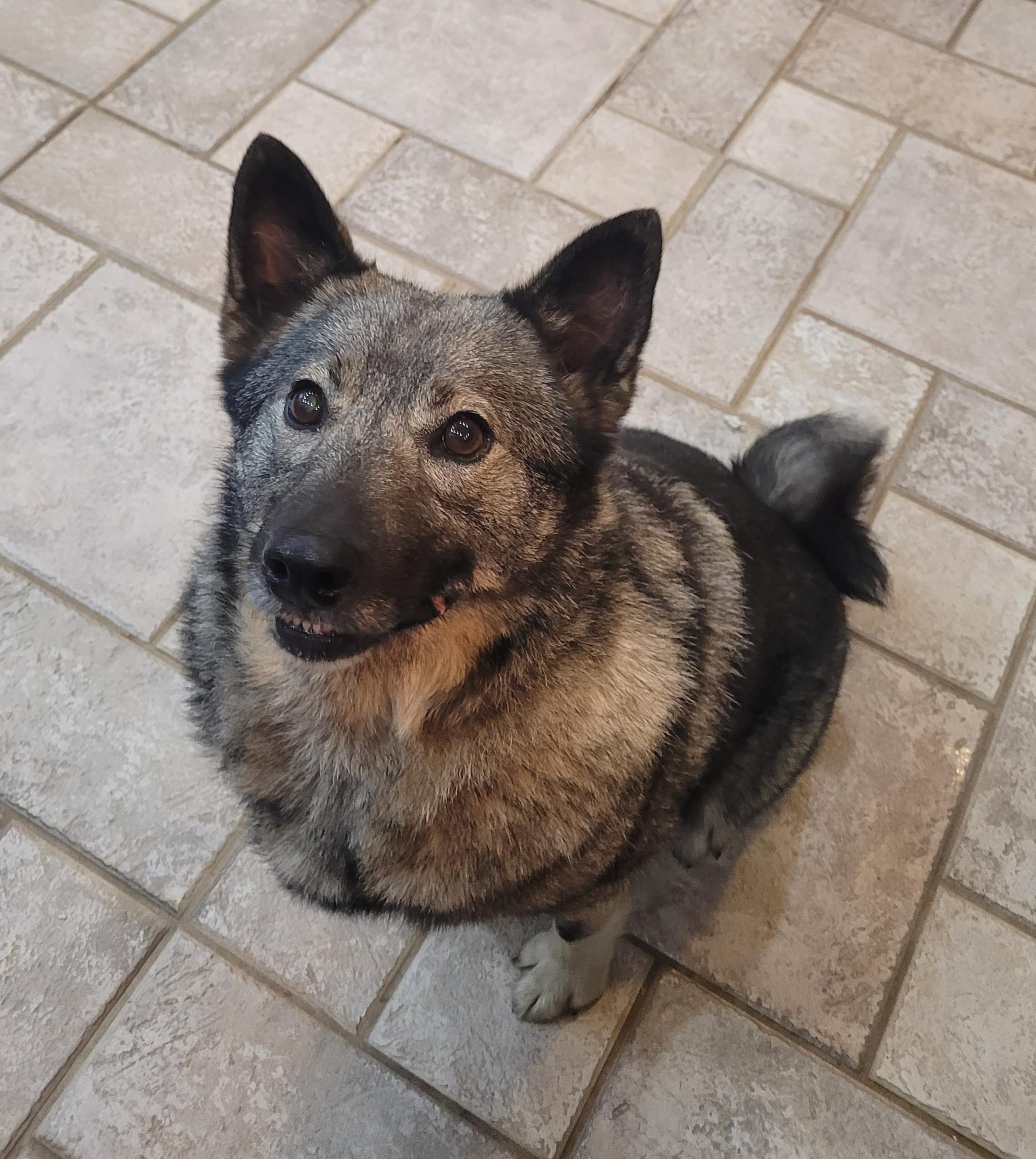 Enlarge Willie Jack, a ADOPTABLE Norwegian Elkhound in Clarksburg, MD image 3/3