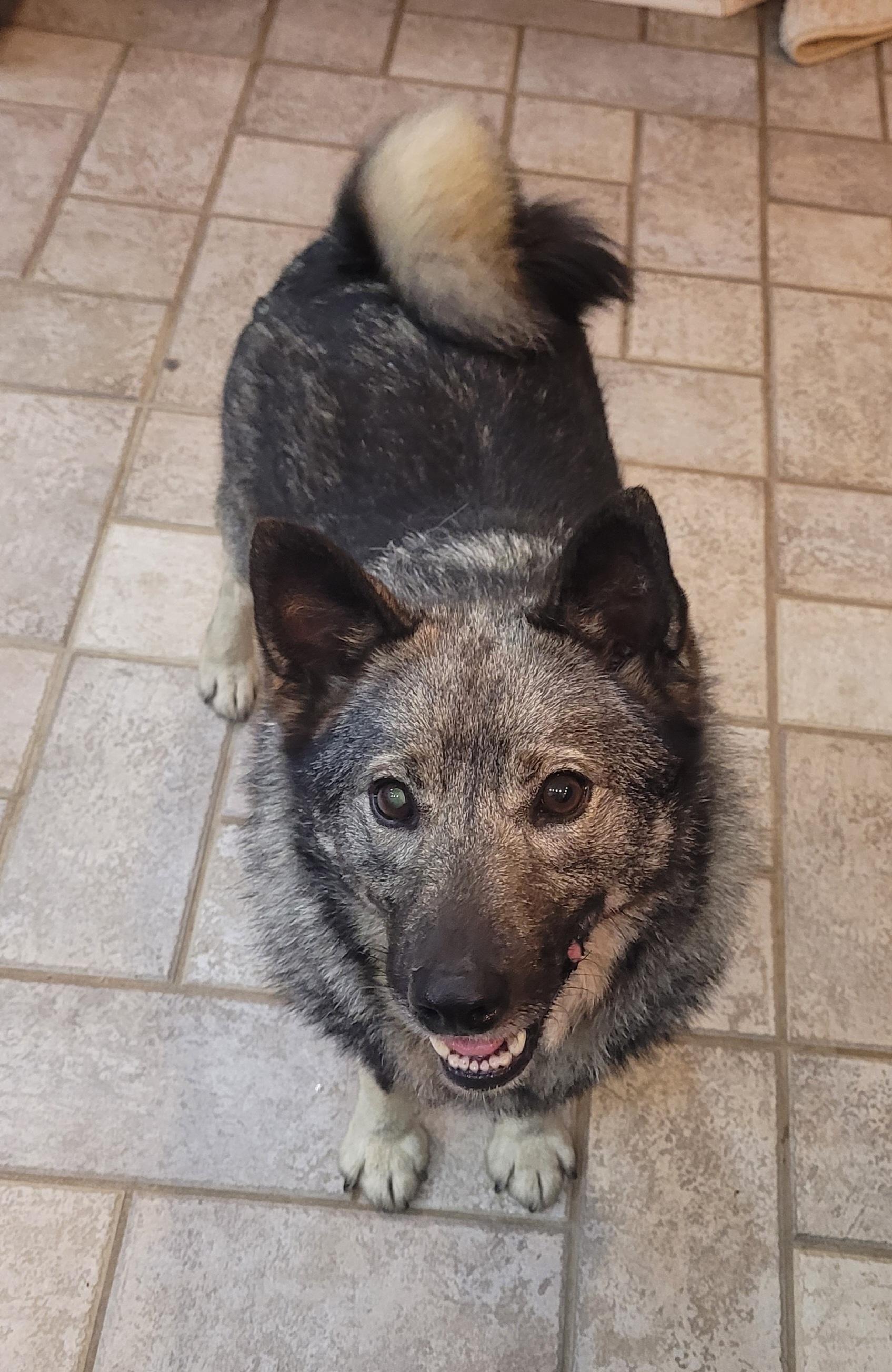 Enlarge Willie Jack, a ADOPTABLE Norwegian Elkhound in Clarksburg, MD image 2/3