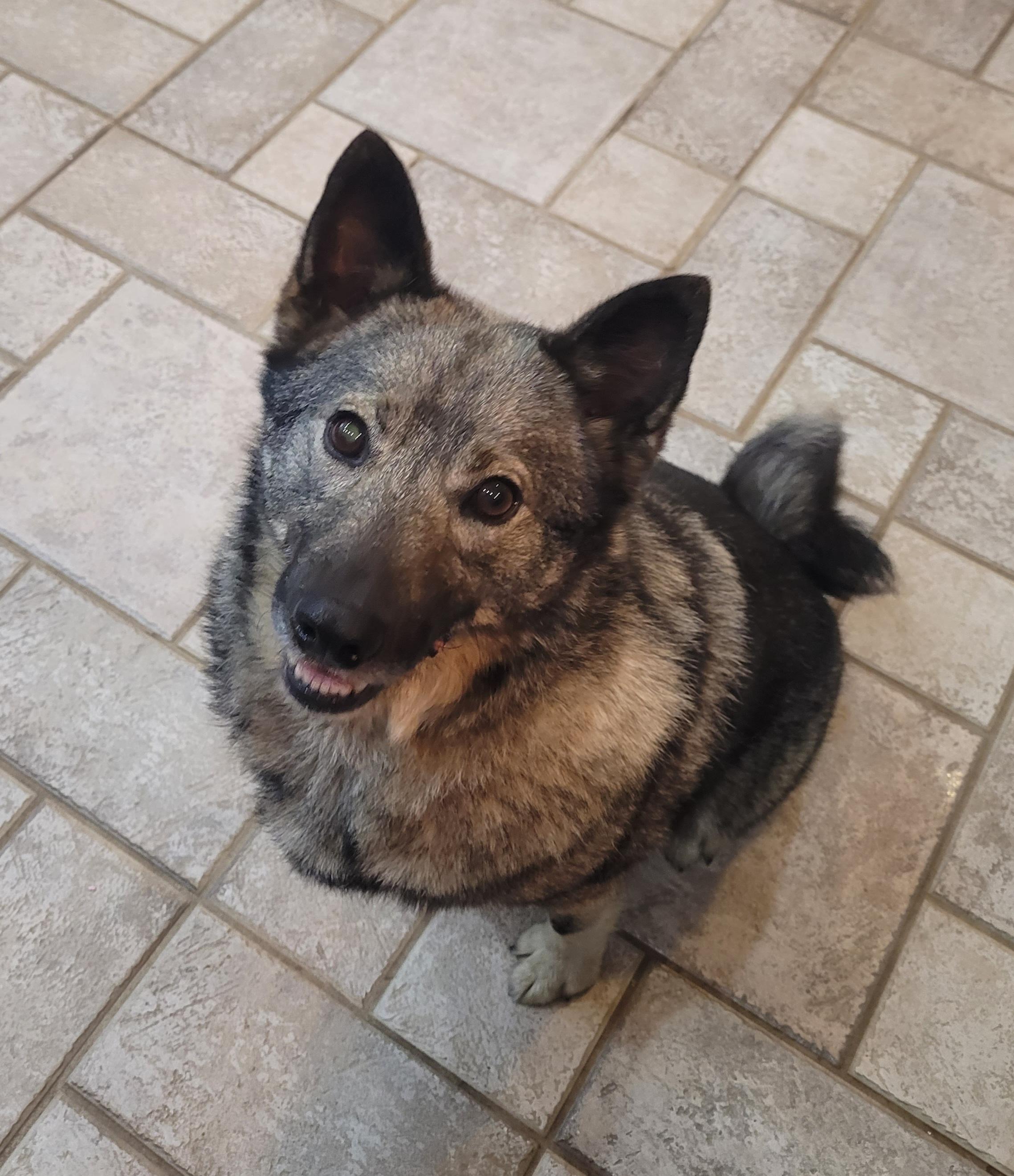 Willie Jack, ADOPTABLE, Young Male Norwegian Elkhound.