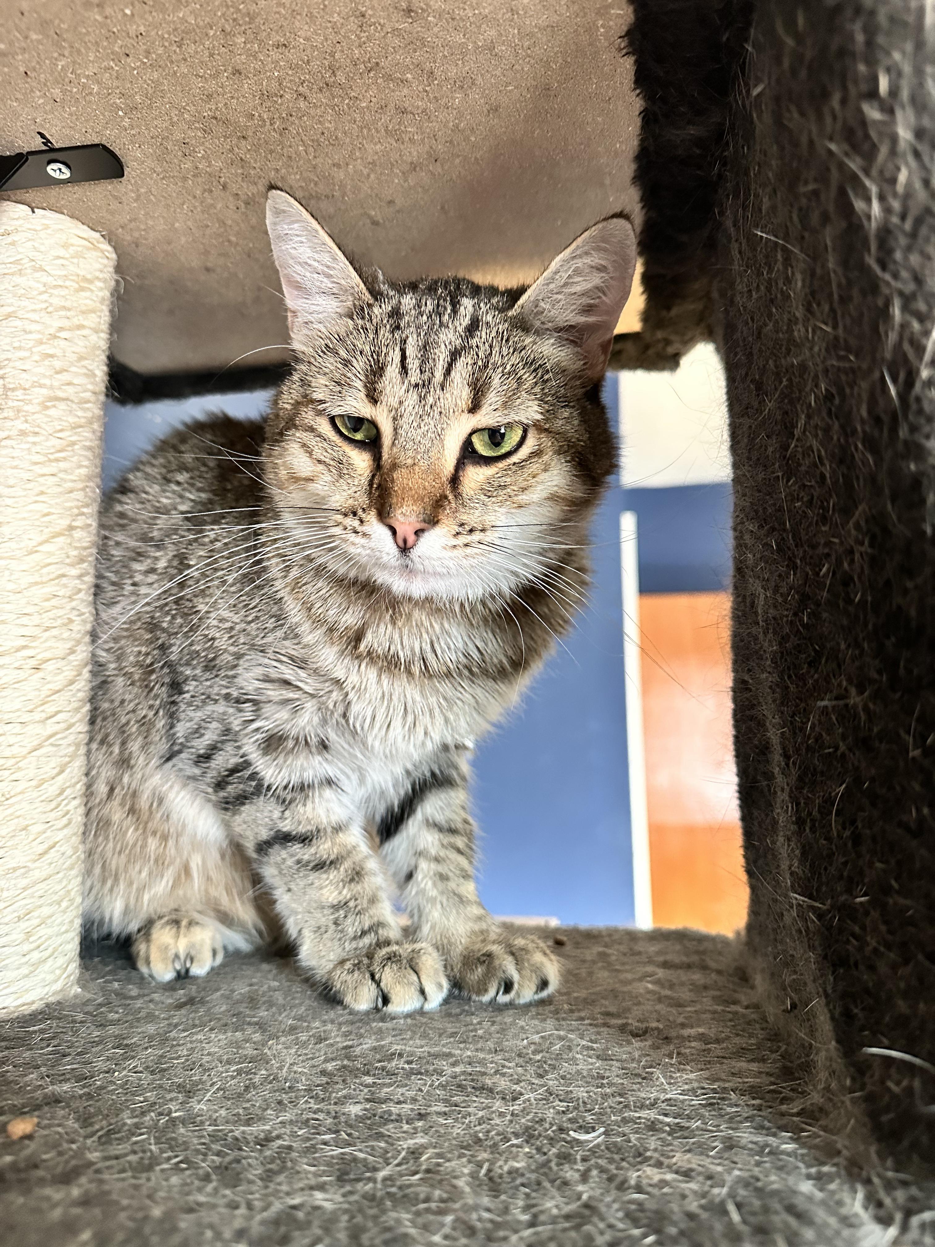 Cats for Adoption Near 87114, NM | Petfinder