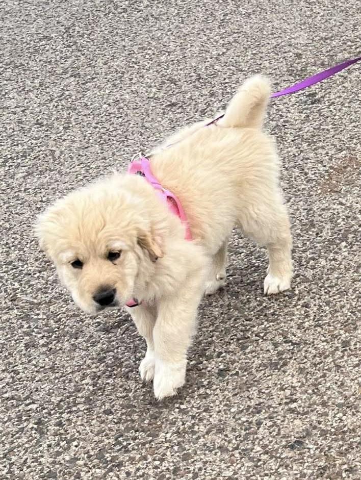 Enlarge Carmel , a ADOPTABLE mixed breed in Kiowa, OK image 3/6