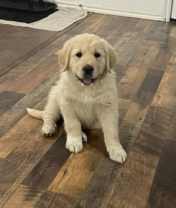 Enlarge Carmel , a ADOPTABLE mixed breed in Kiowa, OK image 2/6