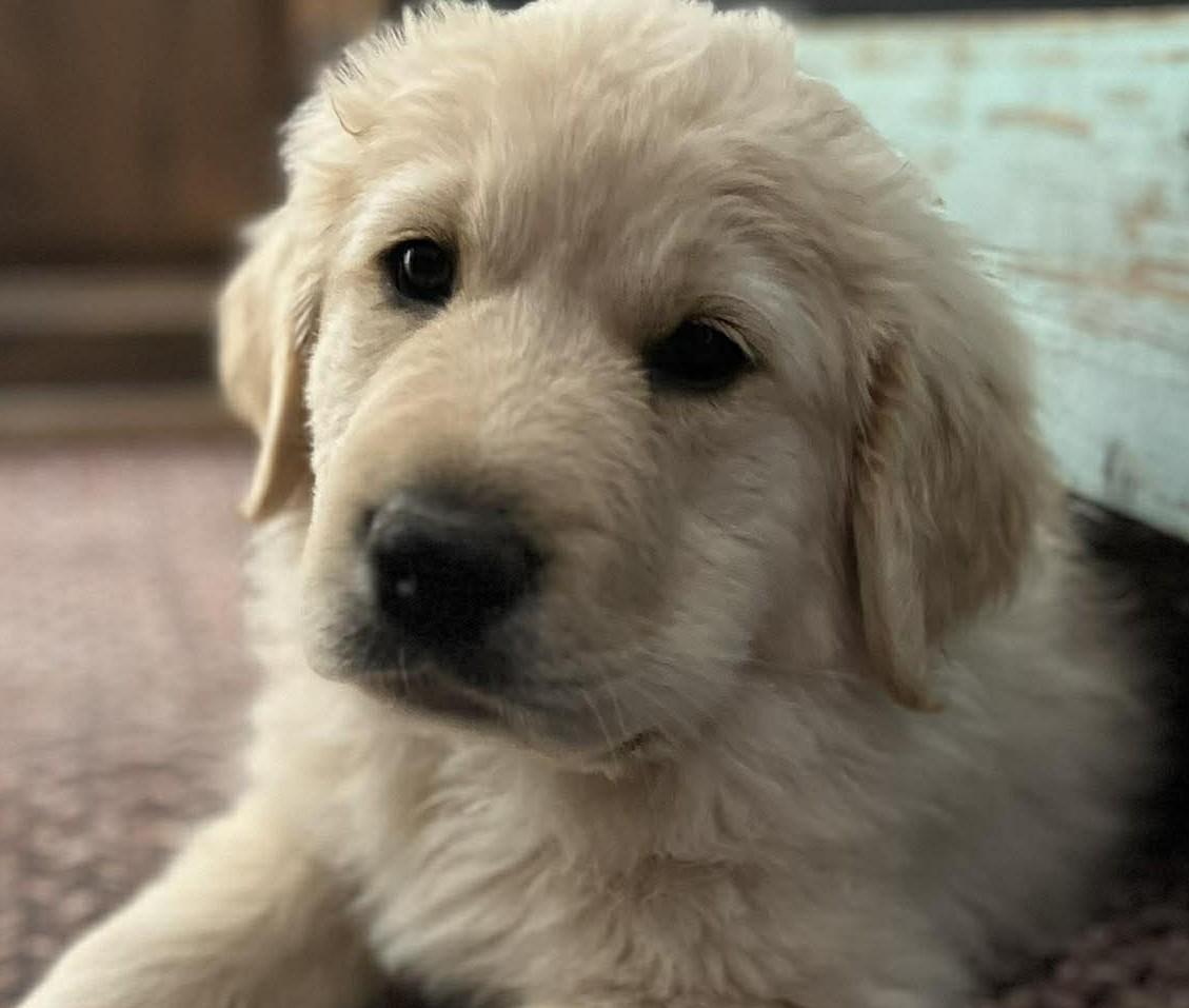 Carmel , ADOPTABLE, Puppy Female Great Pyrenees & Golden Retriever.