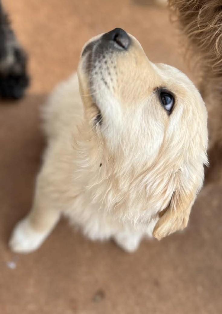 Enlarge Carmel , a ADOPTABLE mixed breed in Kiowa, OK image 5/6