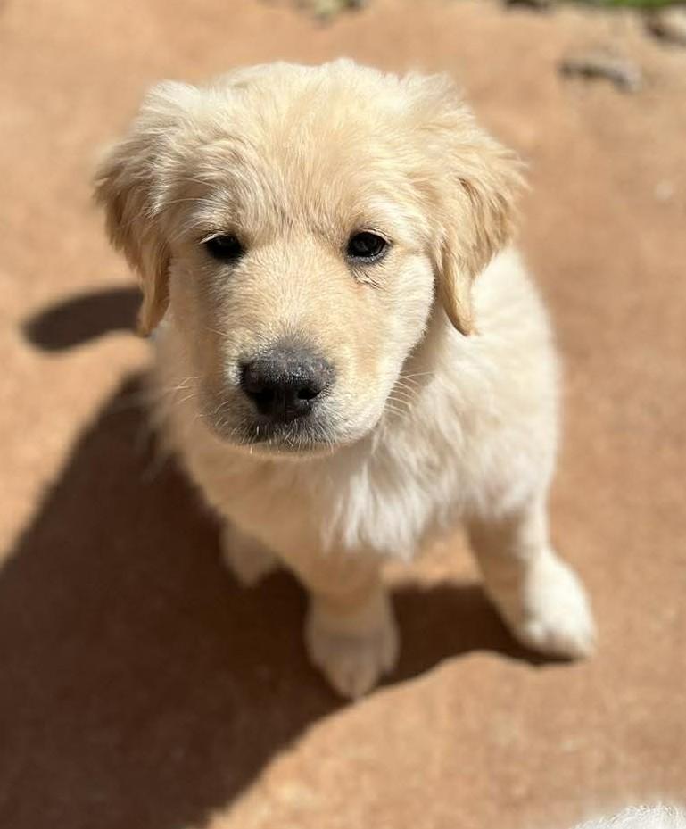 Enlarge Carmel , a ADOPTABLE mixed breed in Kiowa, OK image 6/6