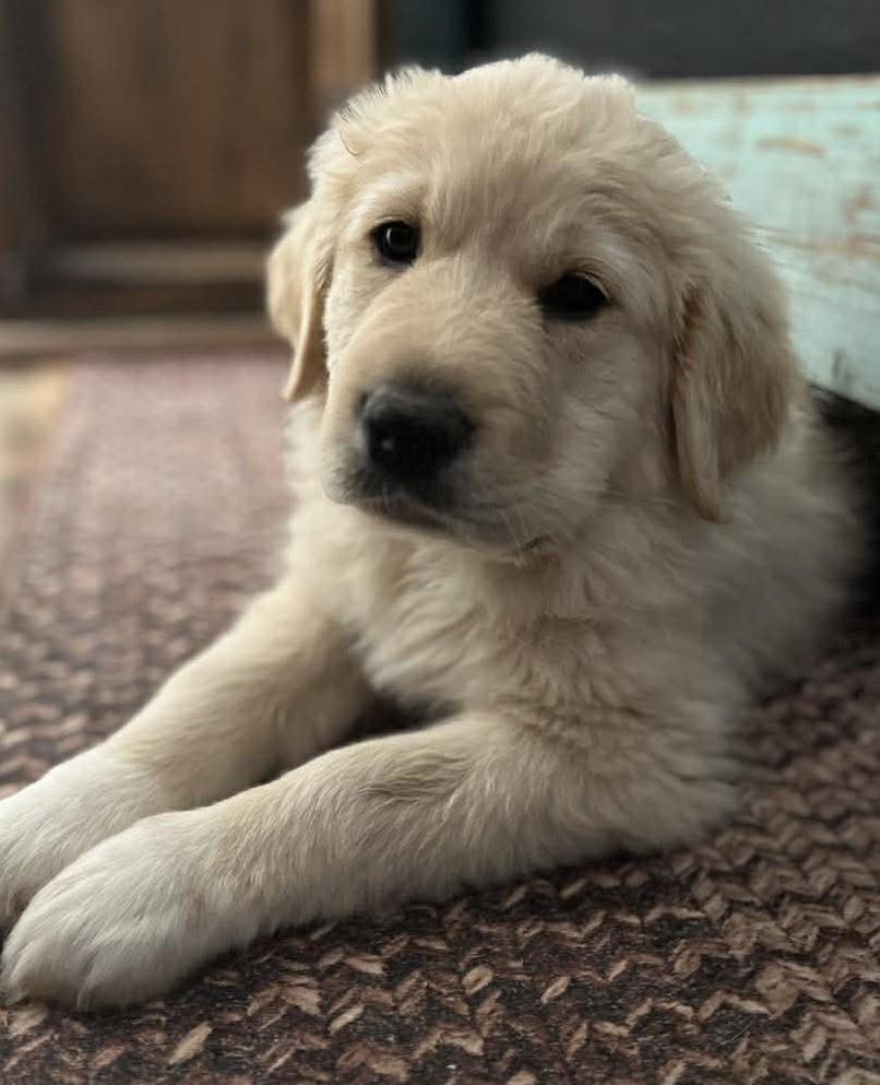 Enlarge Carmel , a ADOPTABLE mixed breed in Kiowa, OK image 4/6