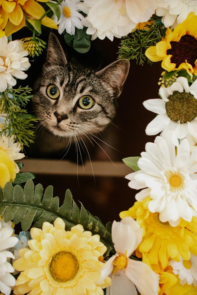 Enlarge Carrie, a Adoptable mixed breed in Newberg, OR image 2/6