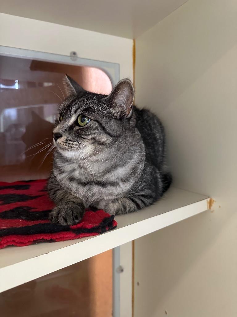 Enlarge Carrie, a Adoptable mixed breed in Newberg, OR image 2/4