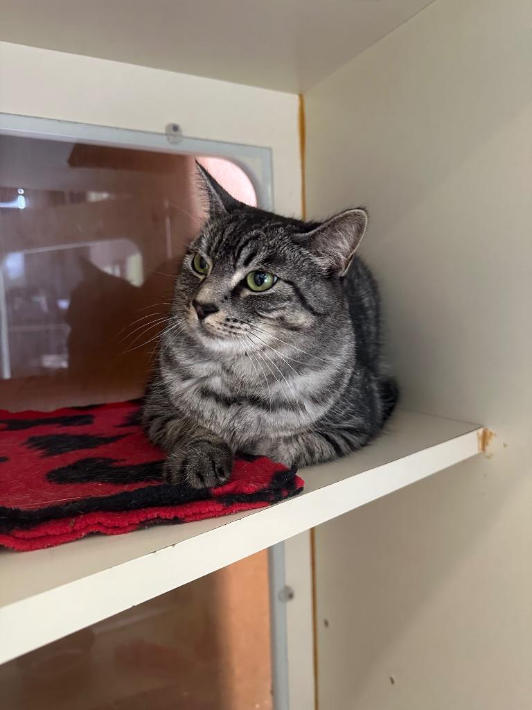 Enlarge Carrie, a Adoptable mixed breed in Newberg, OR image 3/4