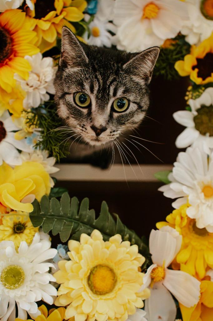 Enlarge Carrie, a Adoptable mixed breed in Newberg, OR image 5/6