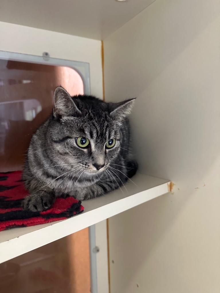 Enlarge Carrie, a Adoptable mixed breed in Newberg, OR image 4/4