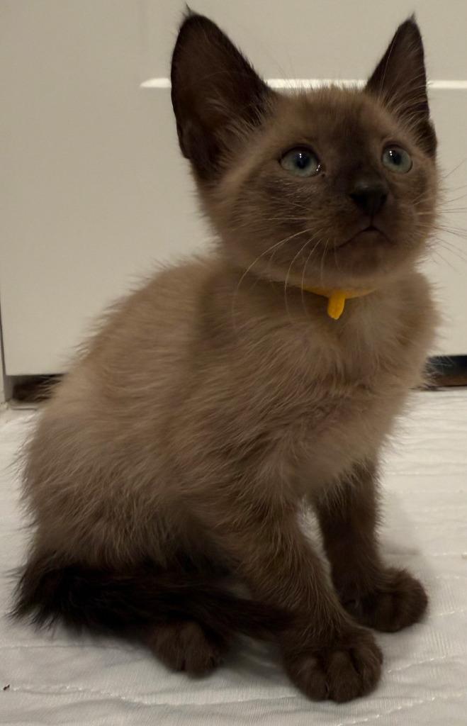 Balsam, Adoptable, Kitten Male Tonkinese & Domestic Short Hair.