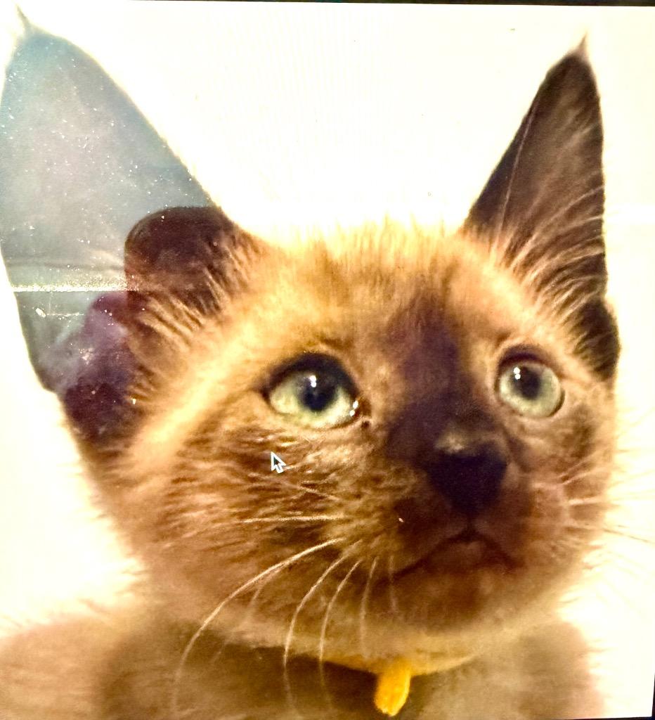 Enlarge Balsam, a Adoptable mixed breed in New Braunfels, TX image 2/4