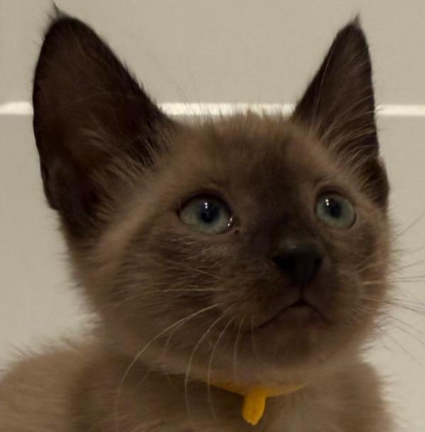 Enlarge Balsam, a Adoptable mixed breed in New Braunfels, TX image 3/4