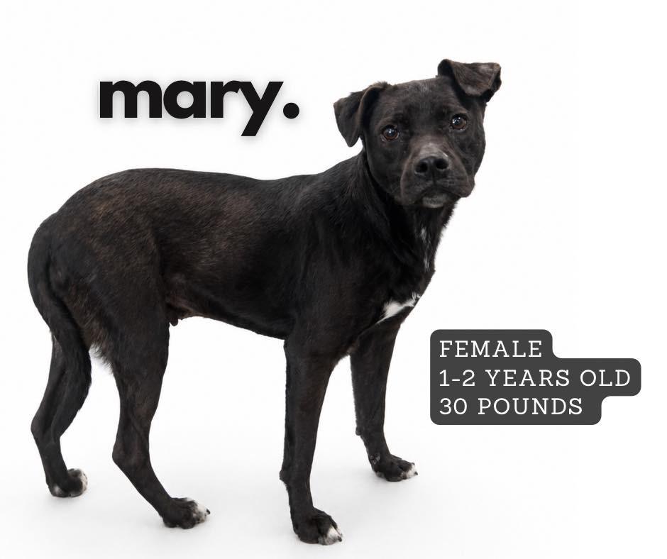 Enlarge Mary, a Adoptable mixed breed in Ashland, KY image 1/1