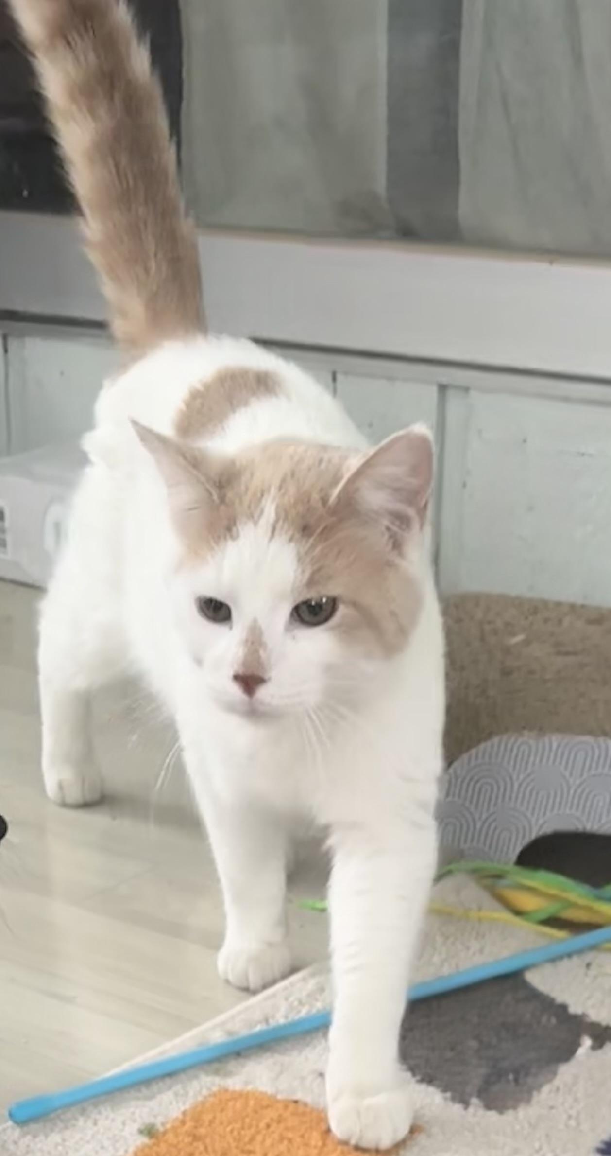 Petey, a ADOPTABLE Domestic Short Hair in Saginaw, MI image 2/3