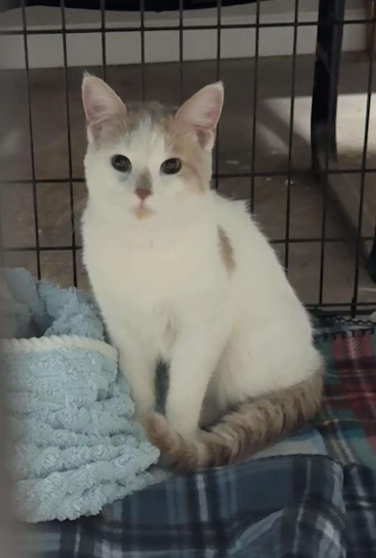 Petey, a ADOPTABLE Domestic Short Hair in Saginaw, MI image 3/3