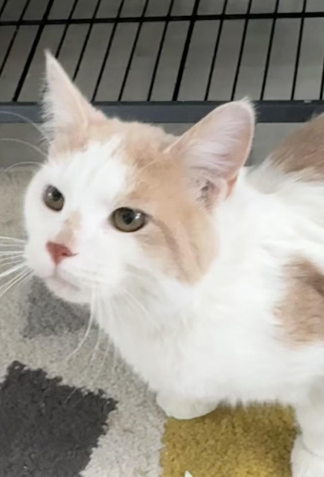 Petey, a ADOPTABLE Domestic Short Hair in Saginaw, MI image 1/3