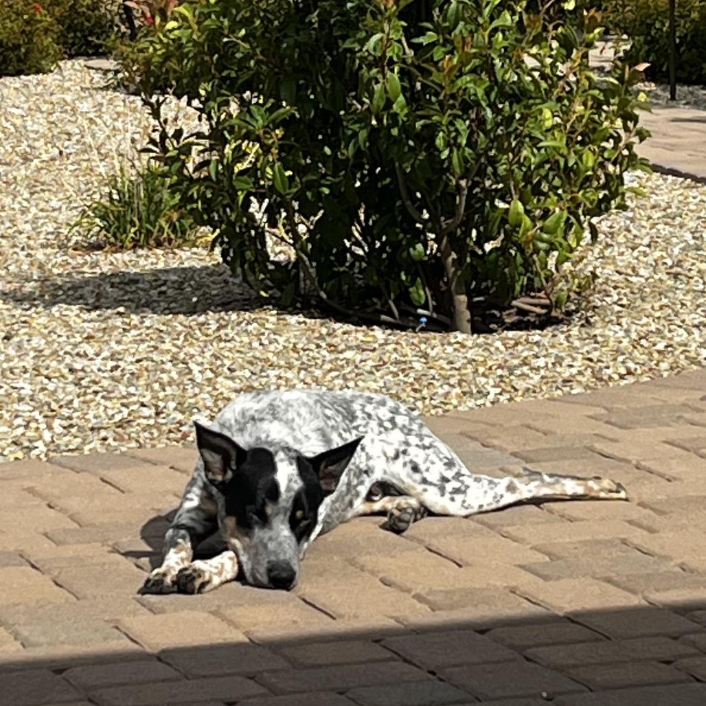 Finn, Adoptable, Adult Male Australian Cattle Dog / Blue Heeler.