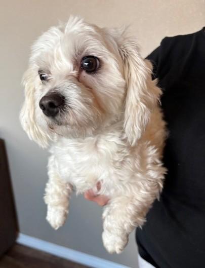 Enlarge Charlie, an adopted Maltipoo in Pasco, WA image 3/5