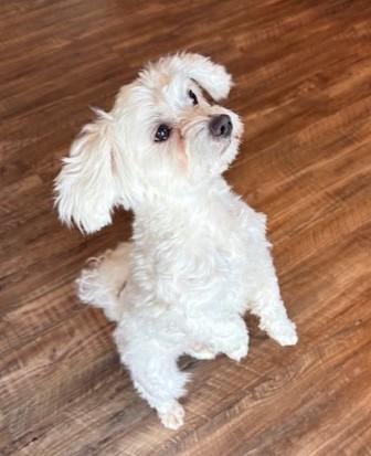 Enlarge Charlie, an adopted Maltipoo in Pasco, WA image 4/5