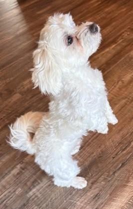 Enlarge Charlie, an adopted Maltipoo in Pasco, WA image 5/5