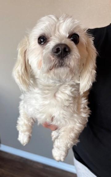 Enlarge Charlie, an adopted Maltipoo in Pasco, WA image 1/5