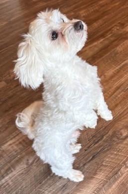 Enlarge Charlie, an adopted Maltipoo in Pasco, WA image 2/5