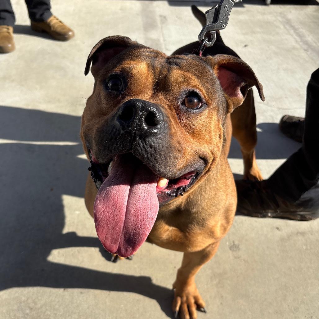 Chonk, Adoptable, Adult Male English Bulldog.