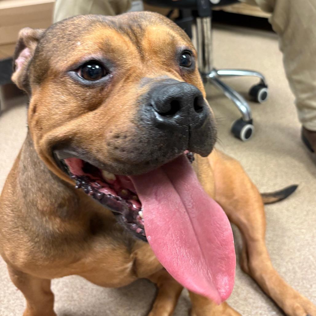 Enlarge Chonk, a Adoptable mixed breed in Hinesville, GA image 2/2