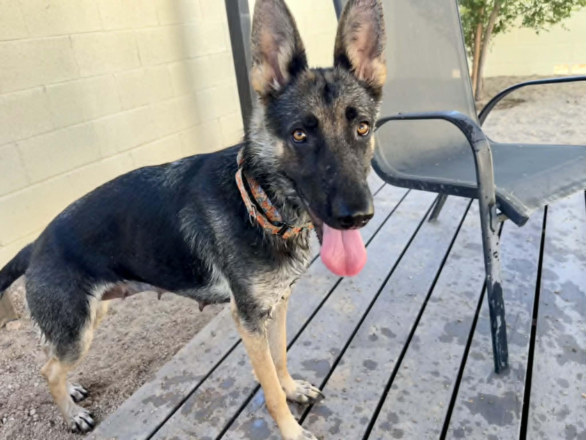 Enlarge Maren, a ADOPTABLE German Shepherd Dog in Glendale, AZ image 4/5