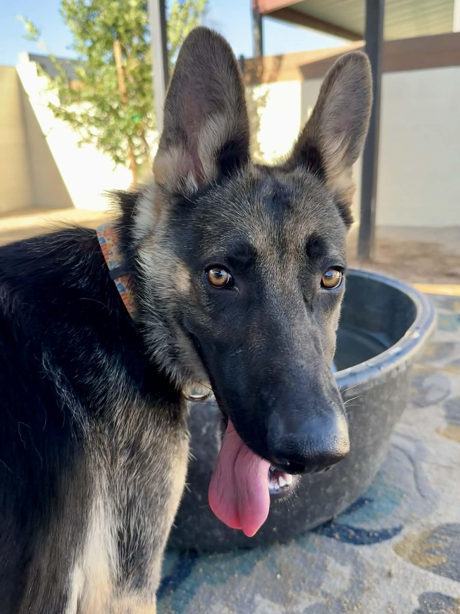 Enlarge Maren, a ADOPTABLE German Shepherd Dog in Glendale, AZ image 1/5