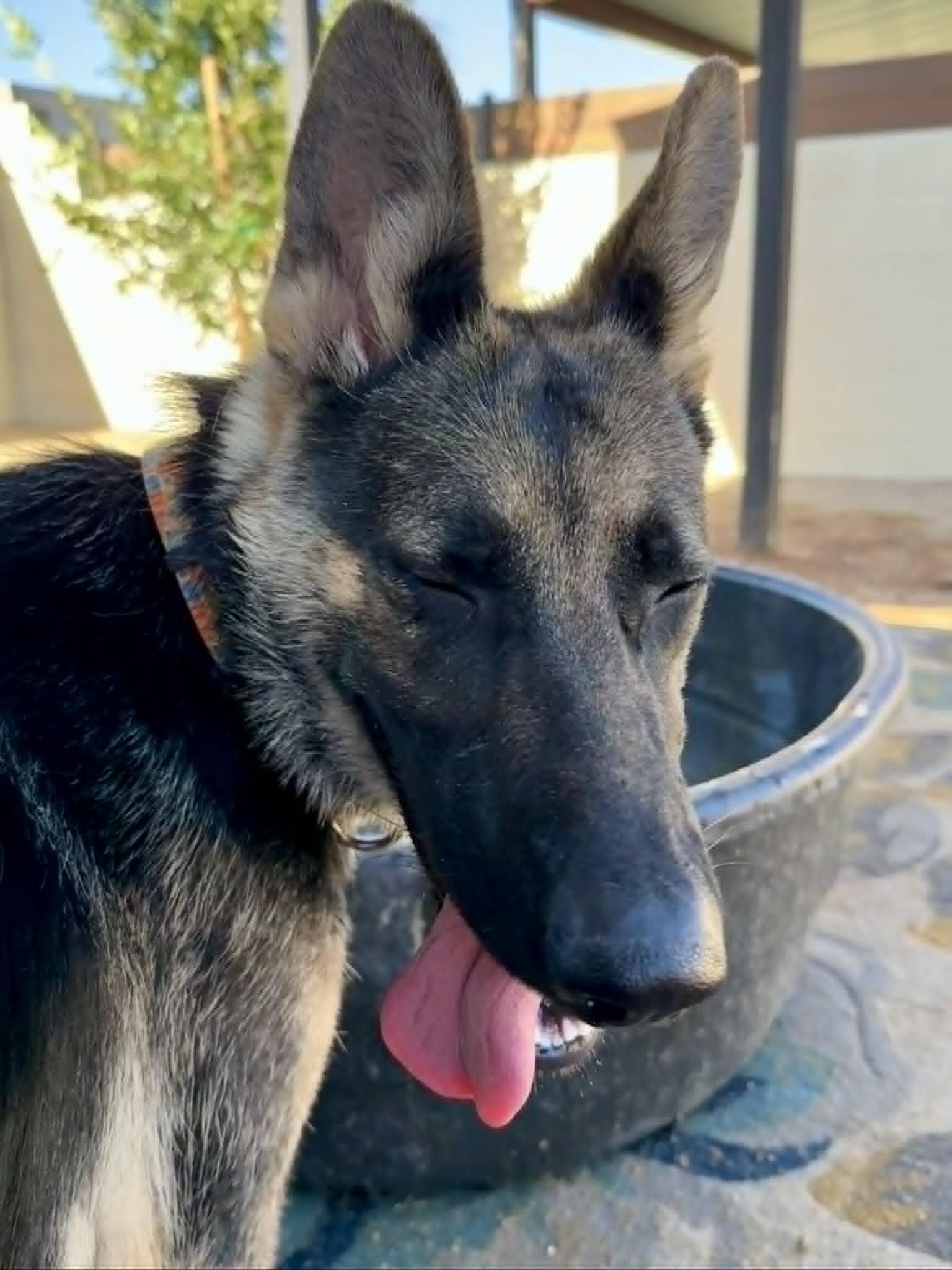 Enlarge Maren, a ADOPTABLE German Shepherd Dog in Glendale, AZ image 2/5