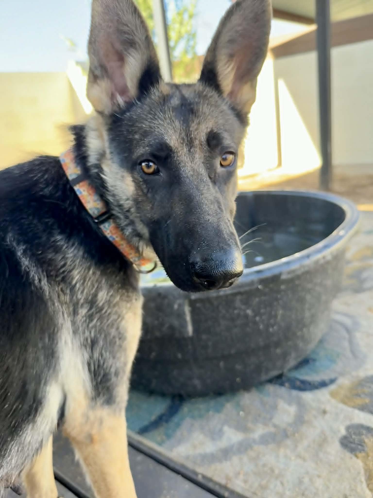 Enlarge Maren, a ADOPTABLE German Shepherd Dog in Glendale, AZ image 3/5