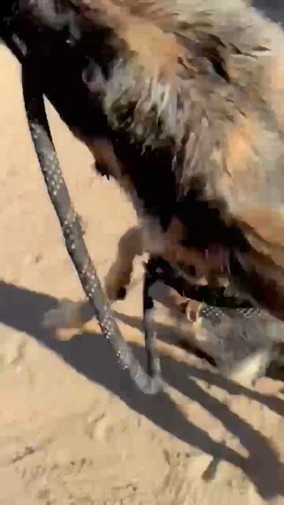 Enlarge Maren, a ADOPTABLE German Shepherd Dog in Glendale, AZ video 5/5
