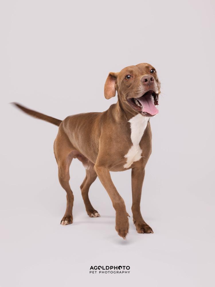 Scout, a Adoptable mixed breed in Lakeland, FL image 1/6