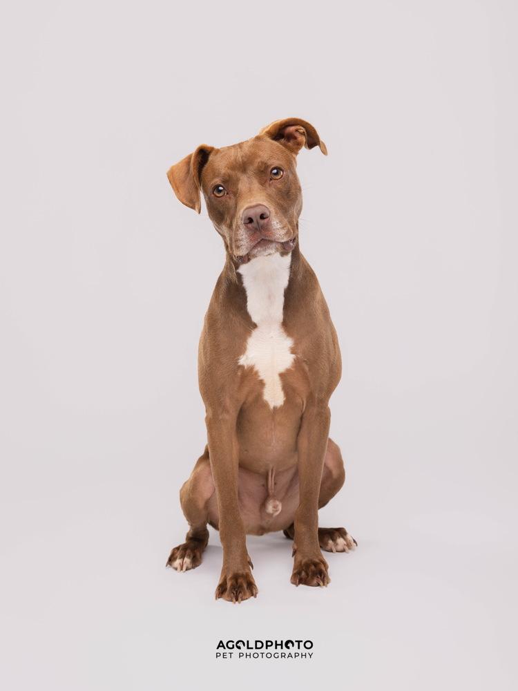 Scout, a Adoptable mixed breed in Lakeland, FL image 2/6