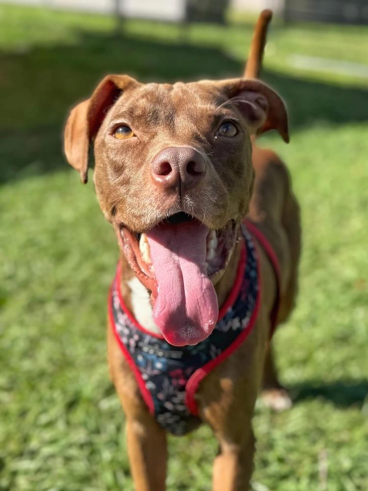 Scout, a Adoptable mixed breed in Lakeland, FL image 3/6