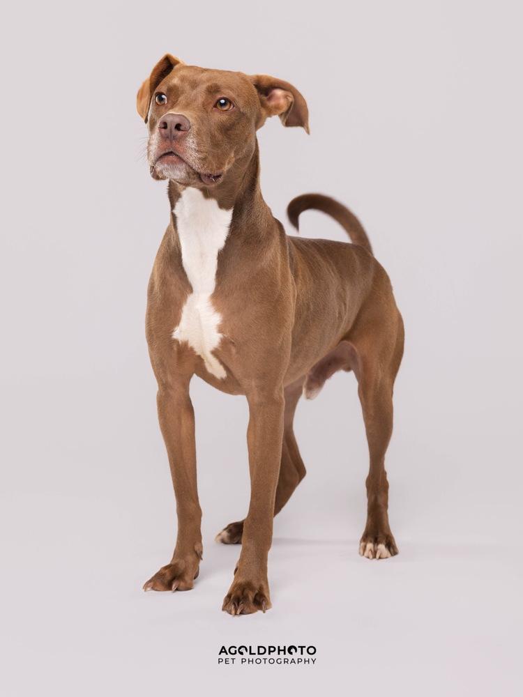Scout, a Adoptable mixed breed in Lakeland, FL image 4/6