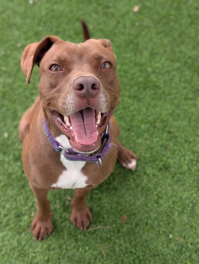 Scout, a Adoptable mixed breed in Lakeland, FL image 5/6