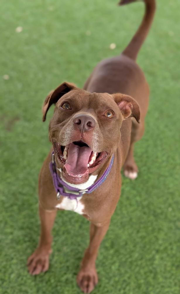 Scout, a Adoptable mixed breed in Lakeland, FL image 6/6