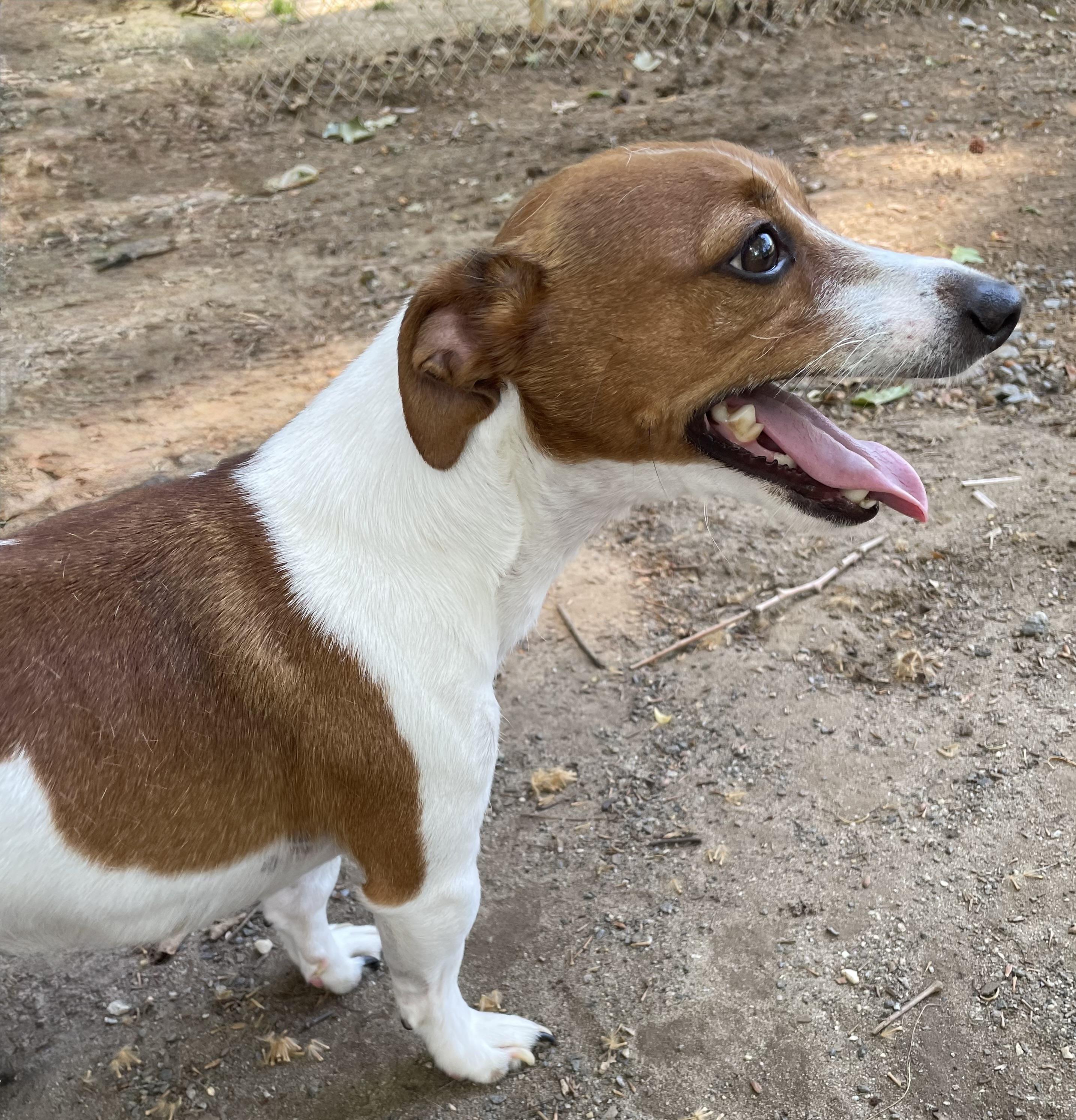 Enlarge Ziggy, an adopted mixed breed in Heathsville, VA image 1/5