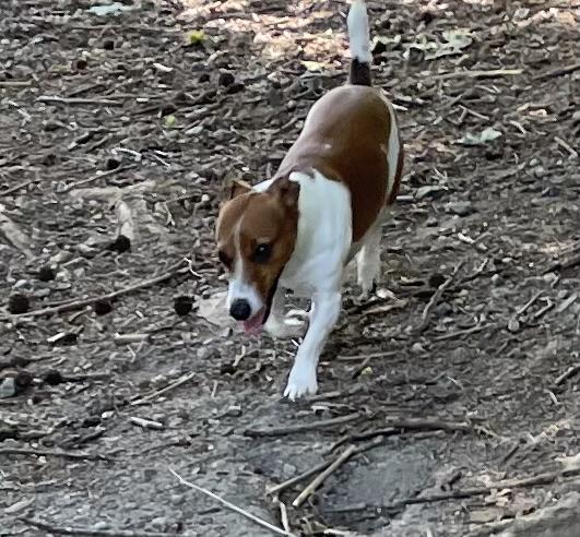 Enlarge Ziggy, an adopted mixed breed in Heathsville, VA image 4/5