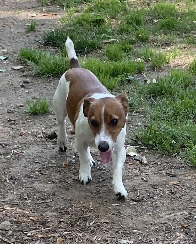 Enlarge Ziggy, an adopted mixed breed in Heathsville, VA image 2/5