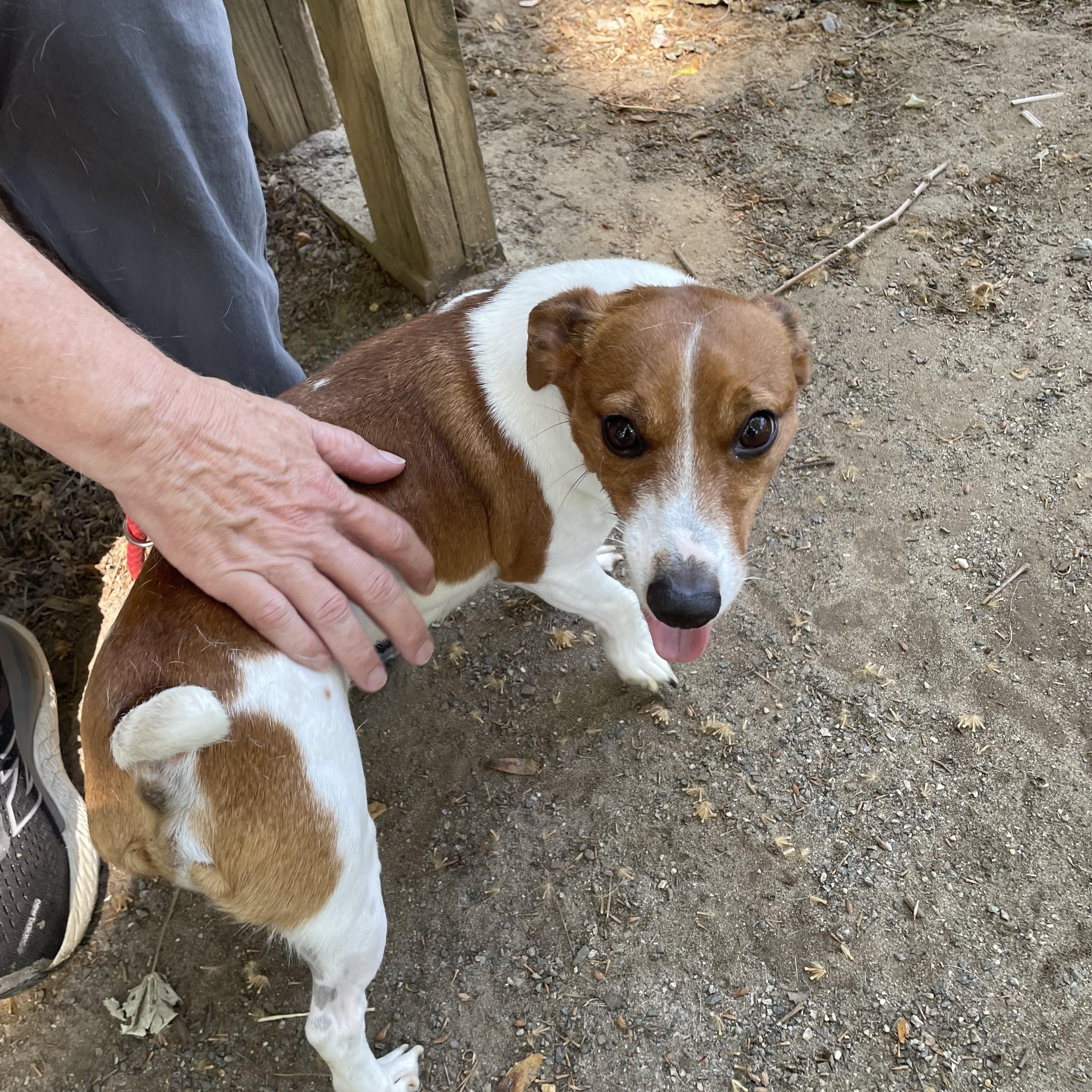 Enlarge Ziggy, an adopted mixed breed in Heathsville, VA image 3/5