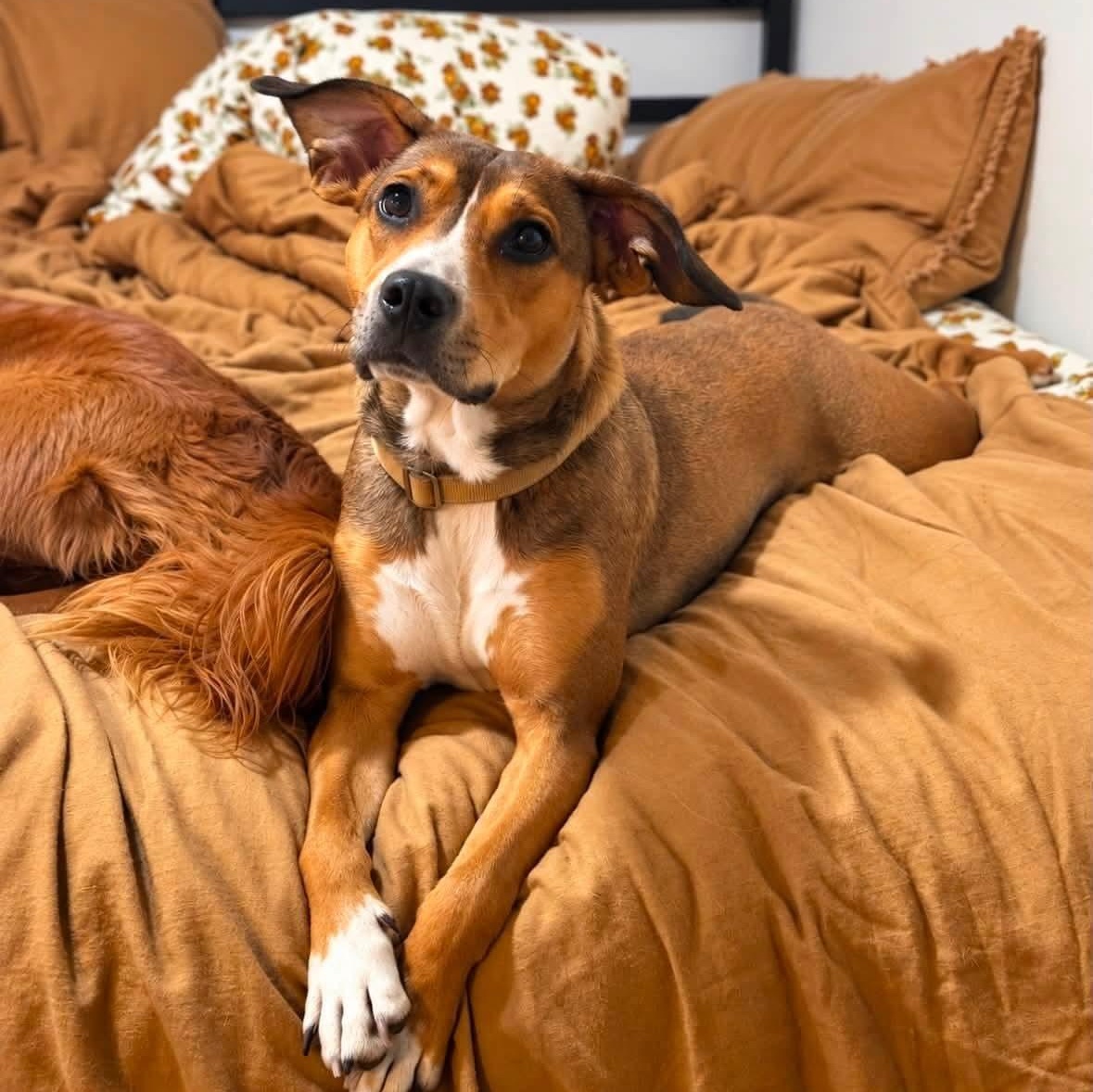 Enlarge Bourbon, a Adoptable mixed breed in Shinnston, WV image 3/3