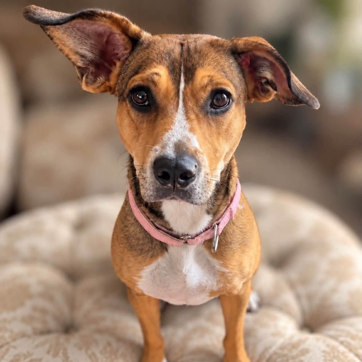 Enlarge Bourbon, a Adoptable mixed breed in Shinnston, WV image 1/3