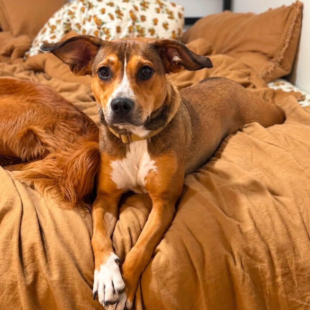 Enlarge Bourbon, a Adoptable mixed breed in Shinnston, WV image 2/3