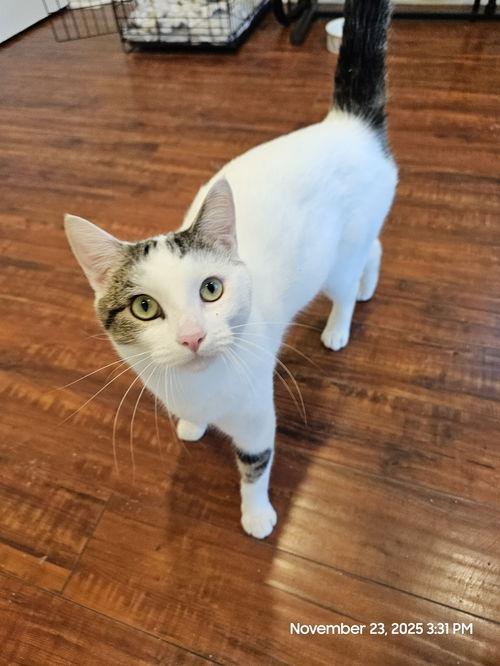 Enlarge Gus, a ADOPTABLE mixed breed in Mission Viejo, CA image 1/1